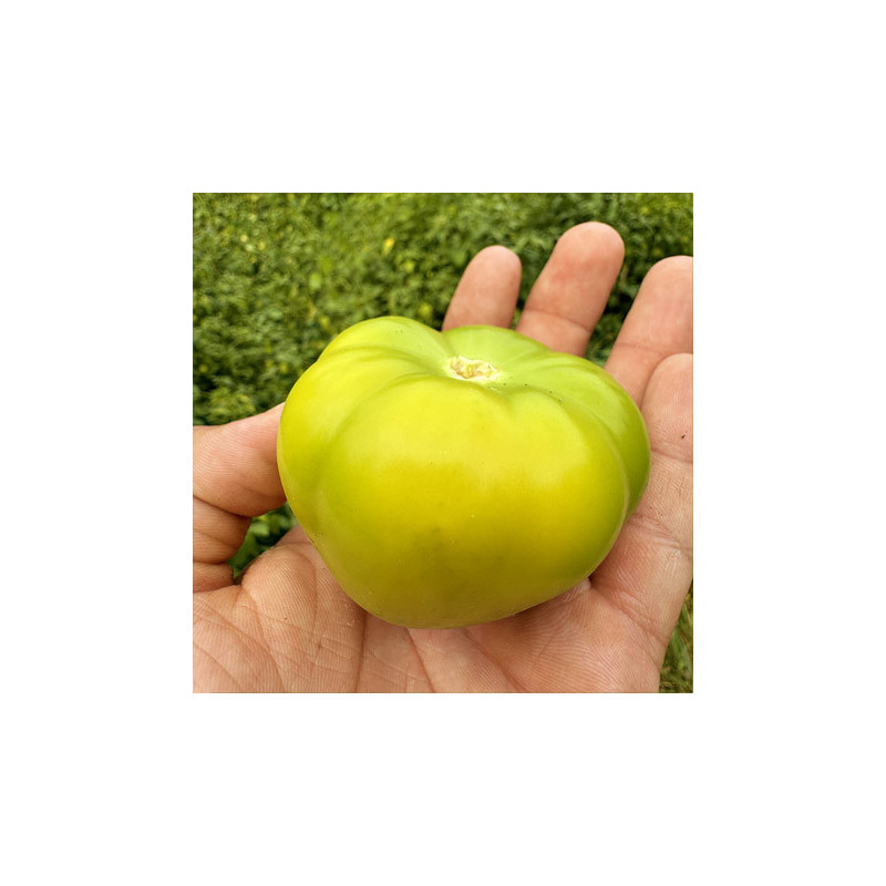 Tomatillo Rendidora