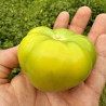 Tomatillo Rendidora
