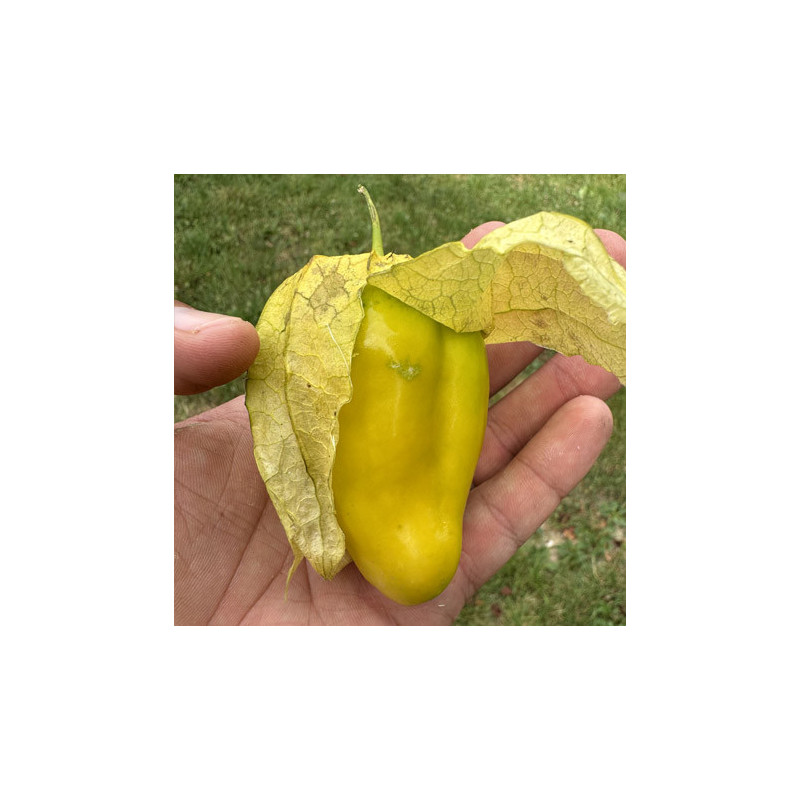 Tomatillo Queen of Malinalco