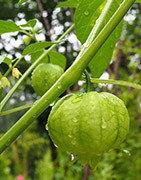 Plants de tomatillo
