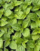 Plants de légumes BIO