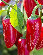 Plants de piments