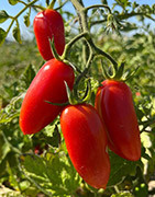 Plants de tomate